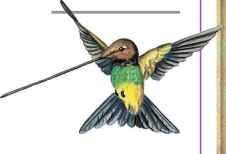Sword-billed hummingbird