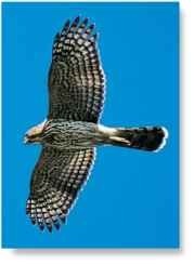 A Flying high A powerful flier, the hawk soars through the air.