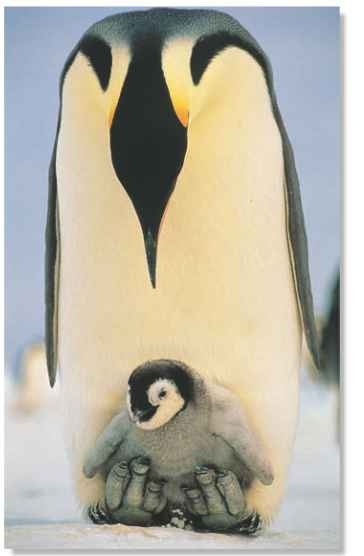  Most of the penguin's body is covered with 33 feathers to a square inch.