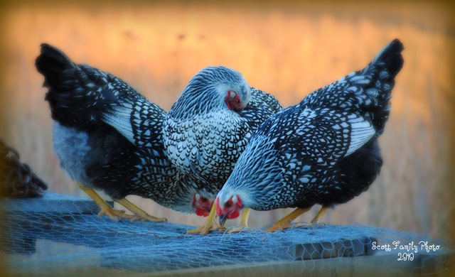 [hens[4].jpg]
