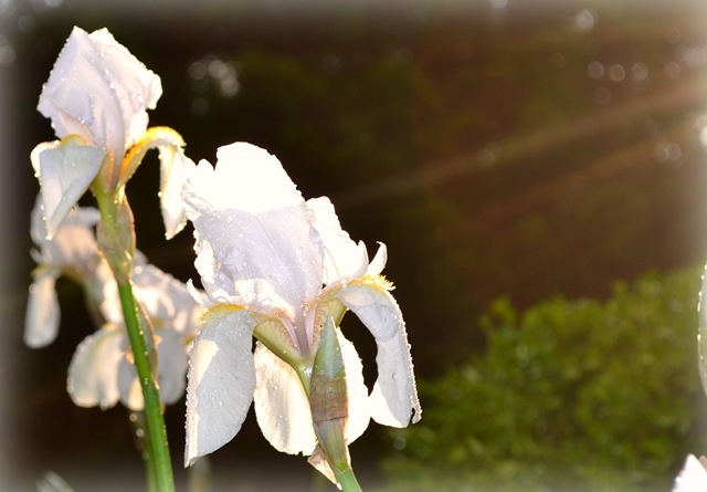 [iris in the sunshine[3].jpg]