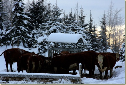 January2010 012-2