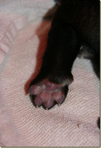 Isabellas Puppies 013-2