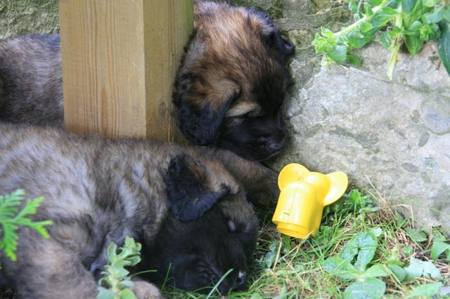 [Isabellas Puppies 007-2[3].jpg]