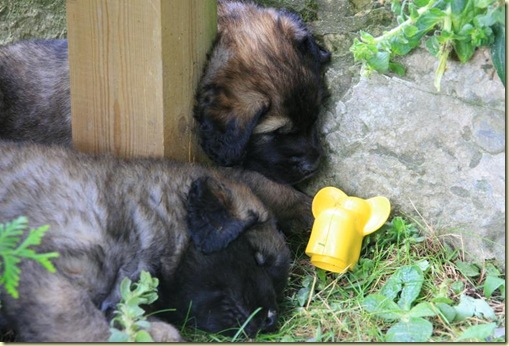 Isabellas Puppies 007-2