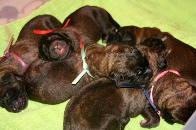 [Isabellas Puppies 024-2[3].jpg]