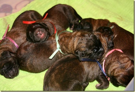 Isabellas Puppies 024-2