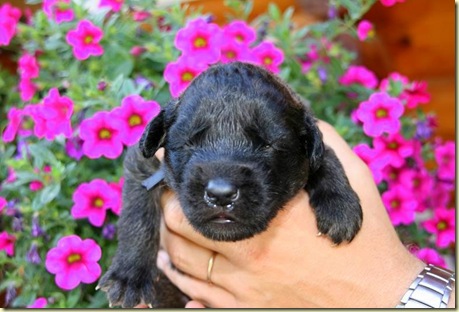 Isabellas Puppies 023-2