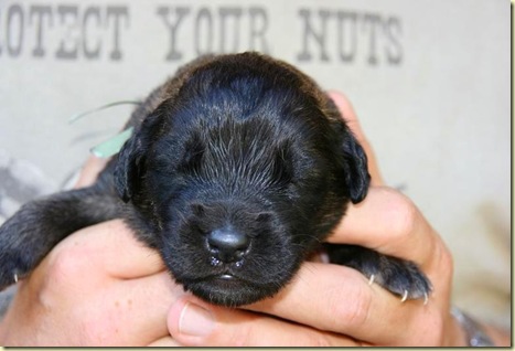 Isabellas Puppies 032-2