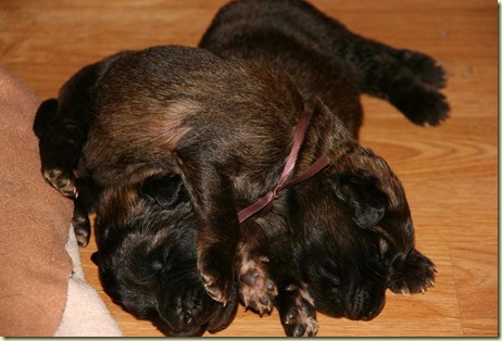 Isabellas Puppies 001-2