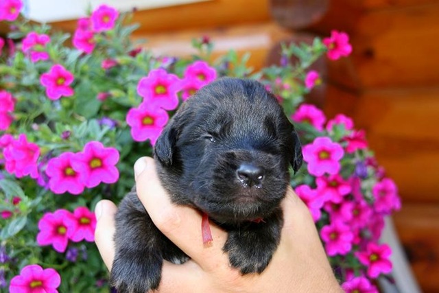 [Isabellas Puppies 016-2[3].jpg]