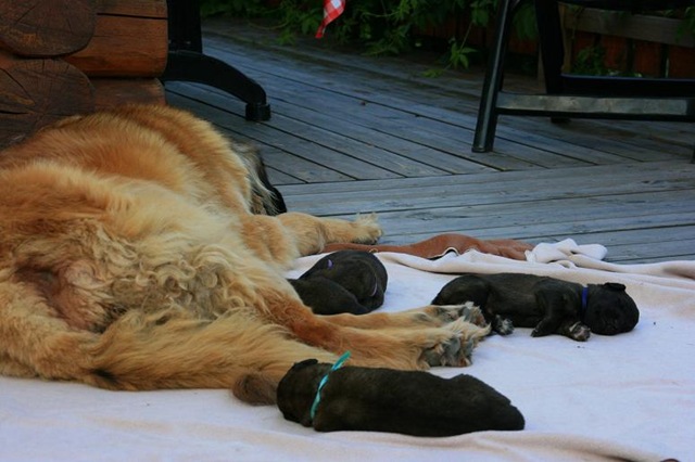 [Isabellas Puppies 048-2[4].jpg]