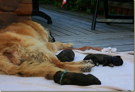 Isabellas Puppies 048-2