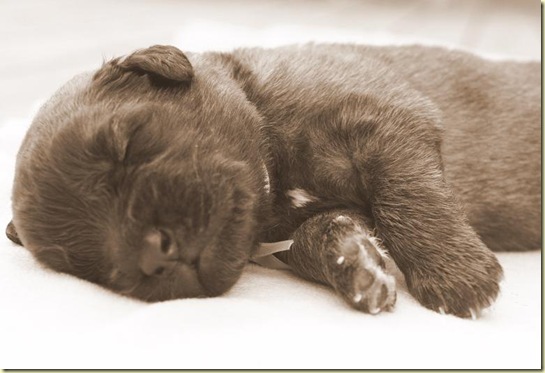 Isabellas Puppies 033-3