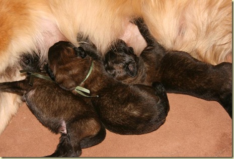 Isabellas Puppies 004-2