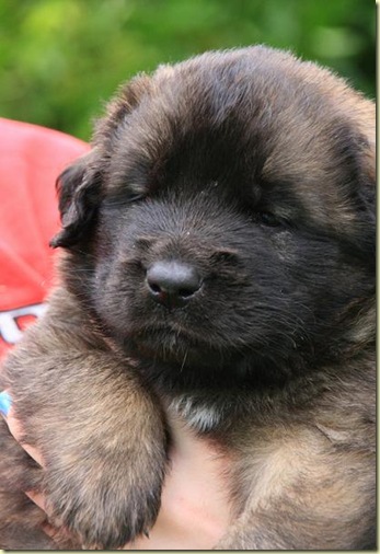 Isabellas Puppies 011-2