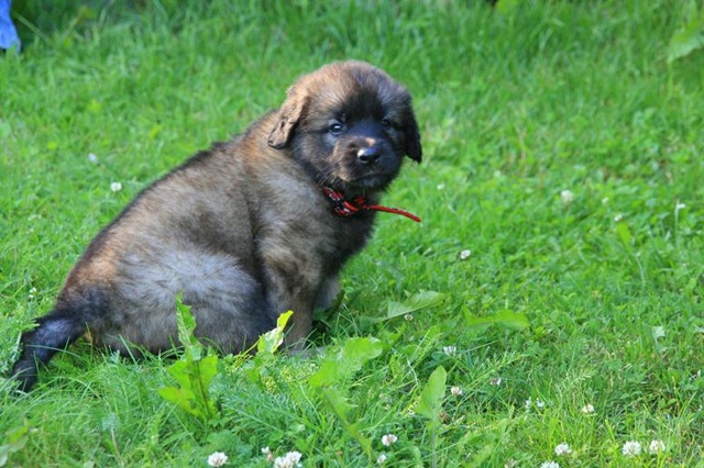 [Isabellas Puppies 007-2[3].jpg]
