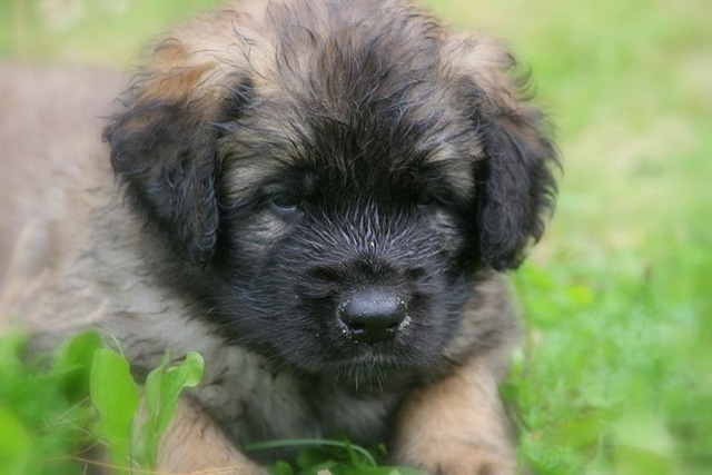 [Isabellas Puppies 079-3[4].jpg]