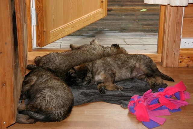 [Isabellas Puppies 002-2[3].jpg]