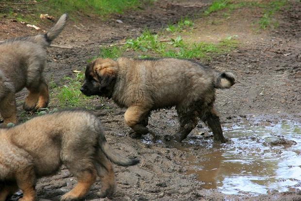 [Isabellas Puppies 012-2[3].jpg]