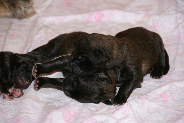 [Birdys babies 2010 009-2[3].jpg]