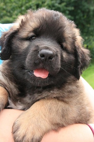 [Isabellas Puppies 025-2[3].jpg]