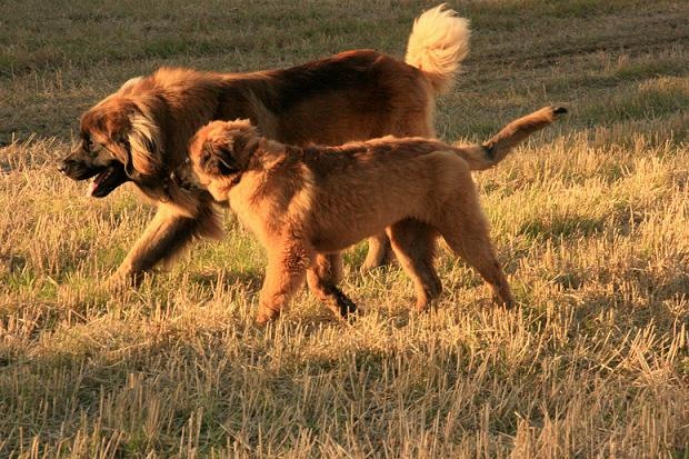 [Dogsoct2010 149-2[3].jpg]