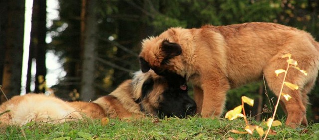 [Dogsoct2010 157-2[3].jpg]