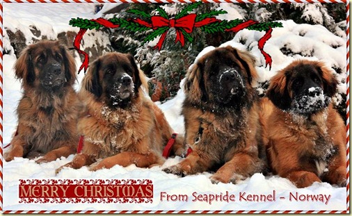 Christmas card 2010