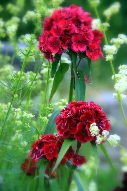 [flower1[4].jpg]