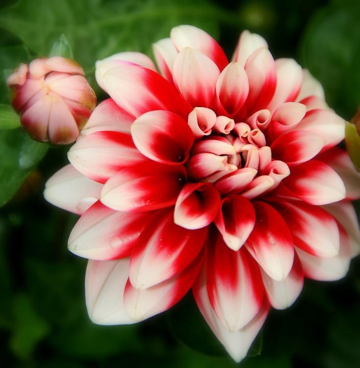 [blomst4[4].jpg]