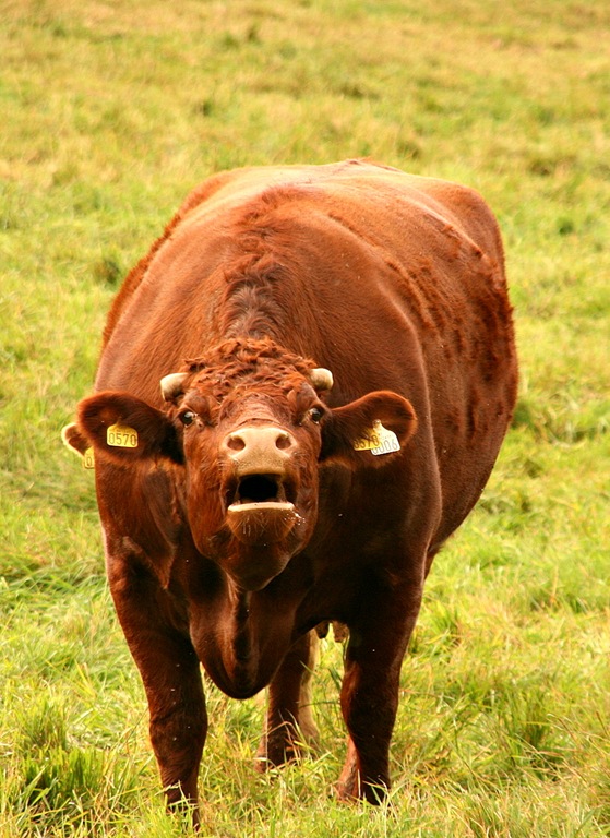 [cowchat[3].jpg]