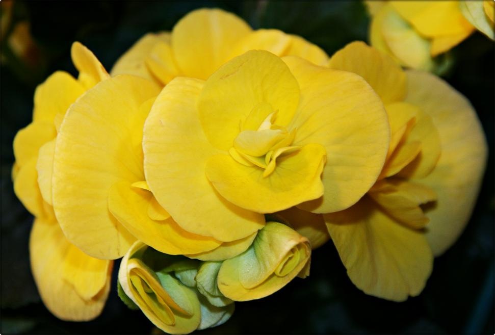 [begonia[3].jpg]