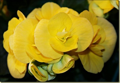 begonia