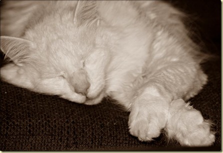 stuart