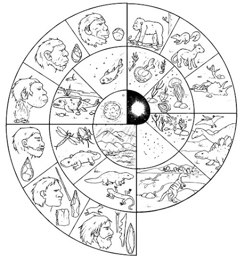 Timeline of human evolution - free coloring pages