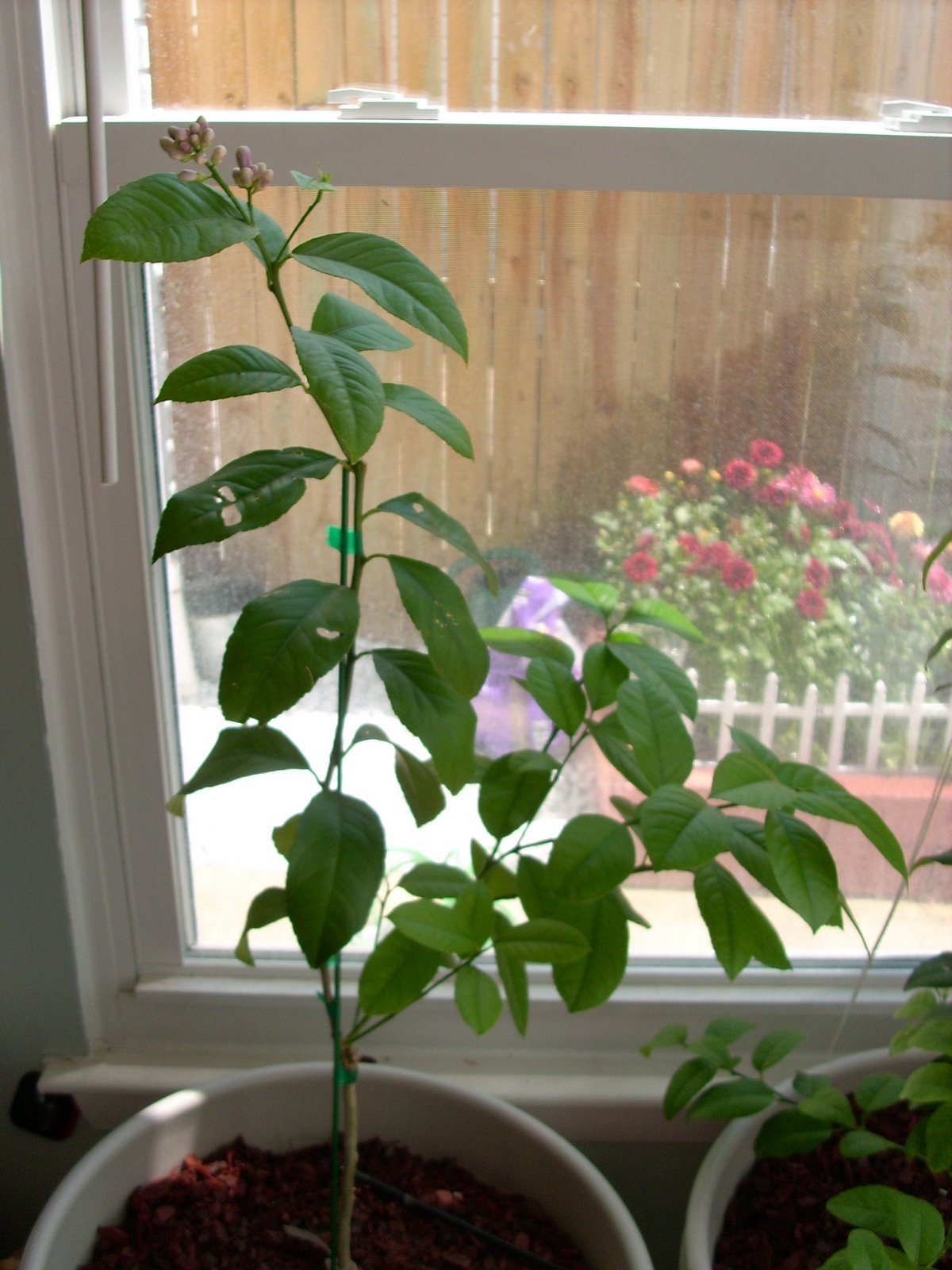 [garden0036.jpg]