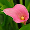calla lily