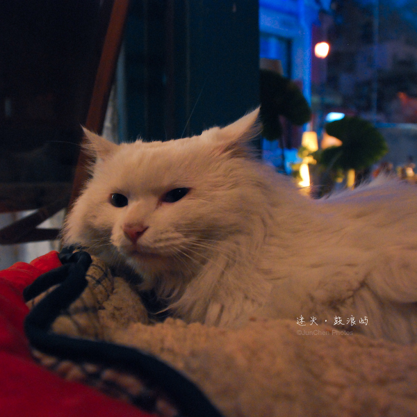 Babycat家的猫名叫Jacky©JunChen Photos
