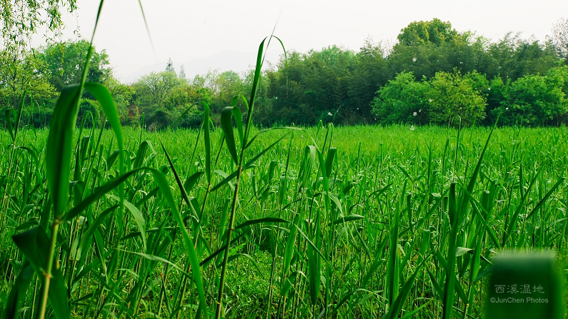 西溪湿地©JunChen Photos