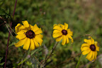IMGP4033.JPG