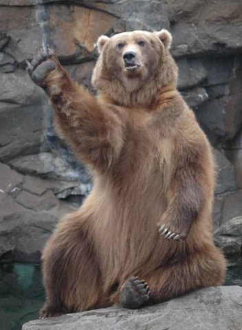 [bear2.jpg]