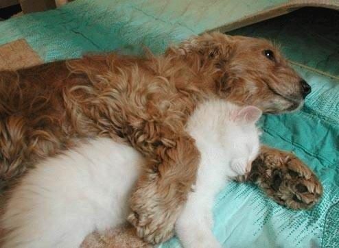 [brown_dog_sleeps_with_cat2.jpg]