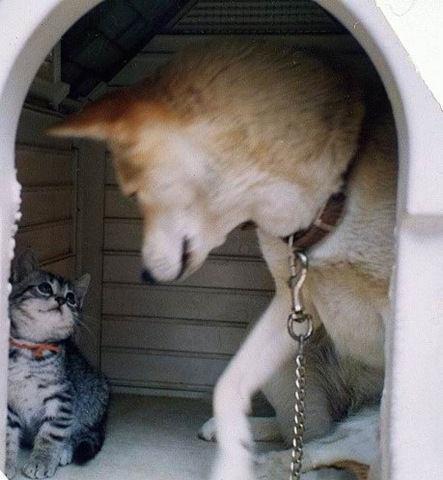 [dog_and_cat_house2.jpg]