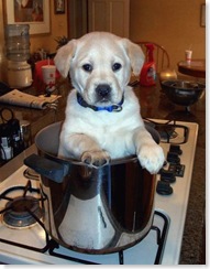 dog_chow