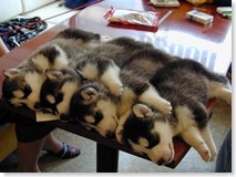 dogs-4