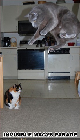 [cat 11.jpg]