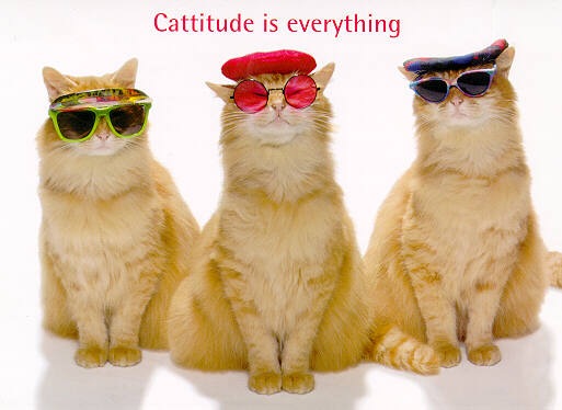 [catatude.jpg]