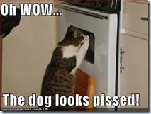 cat pic