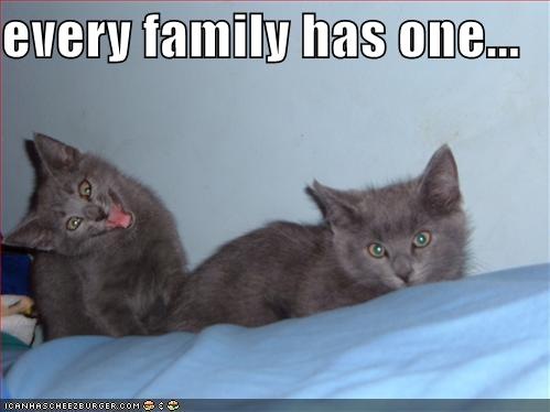 [cat 7.jpg]